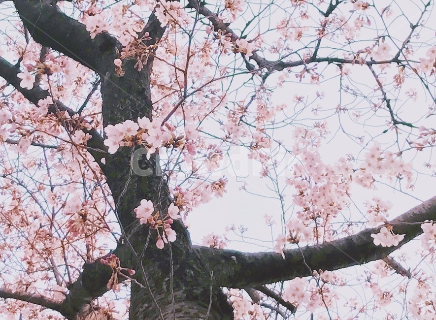 벚꽃,봄꽃,분홍,cherryblossom,flower,꽃,blossom