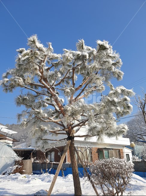 자연,nature,outdoors,소나무,눈,ice,tree,나무,겨울,계절,winter,season