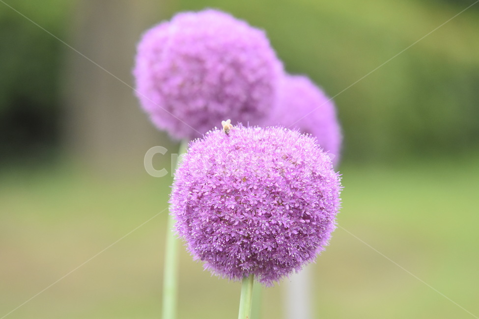 식물,꽃,알리움,벌,곤충,보라,보라꽃,보라색,purple,flower,식물,자연,plants,nature,꽃,flower,동물,animal,곤충,벌레,insect,bug