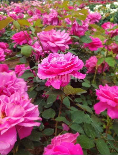 꽃,장미,식물,정원,flower,rose,plant,garden,식물,자연,plants,nature,꽃,flower