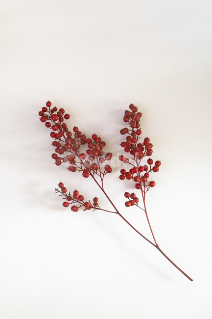 나무열매,열매,빨간열매,나뭇가지,근접촬영,접사,매크로,메크로,겨울,계절,winter,season,메리크리스마스,성탄절,merry christmas,그래픽,일러스트레이션,graphic,illustration