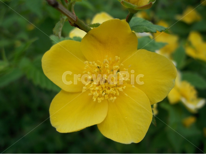 홍매화,꽃,야생화,봄,식물,식물,자연,plants,nature,꽃,flower