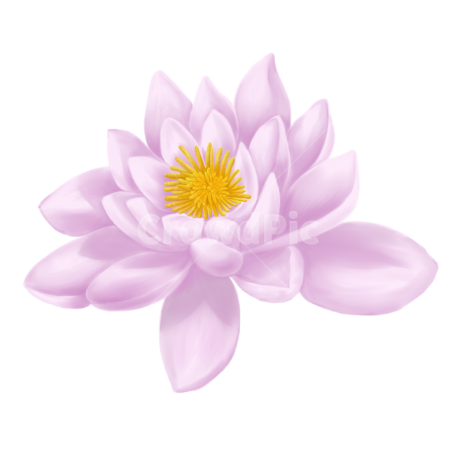 연꽃,꽃,lotus,flower,식물,plant,blossom,분홍,꽃잎,그림,alotusflower,꽃,flower,누끼,remove background