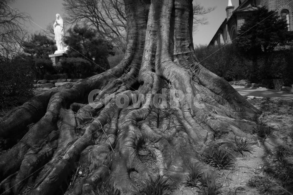 아산,공세리성당,세월,뿌리,성당,식물,자연,plants,nature,나무,trees,wood,흑백,모노톤,monochrome,black and white