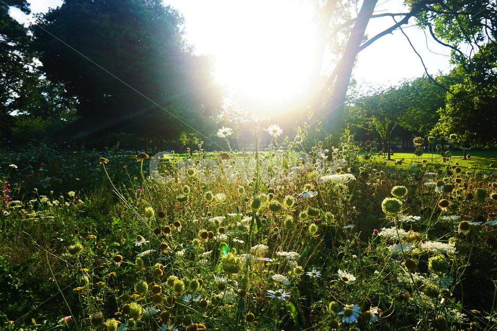plant,식물,하트모양,씨앗,꽃,정원,공원,초록,역광,꽃밭,flare,플레어,light,빛
