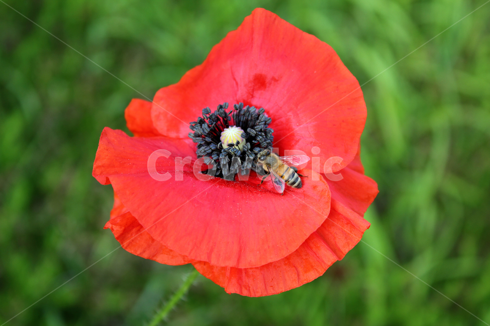 flora,flower,fresh,green,meadow,natural,plant,poppy,red,양귀비꽃,양귀비,화초양귀비,꽃,빨간색,빨강,레드,신선한,그린,정원,식물,자연,벌,곤충,꿀벌,벌레,bee,클로즈업,플라워,식물,자연,plants,nature,꽃,flower,동물,animal,곤충,벌레,insect,bug