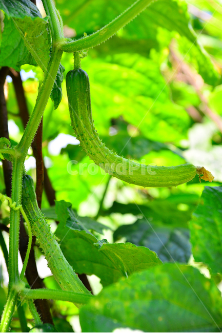 오이,청오이,채소,음식,식재료,싱싱한,신선한,fresh,vegetable,생식,오이절임,오이지,오이무침,오이냉국,물김치,김치재료,오이장아찌,피클재료,미용식품,오이팩,밭농사,농업,재배,밭작물,노지재배,food,음식재료,샐러드,오이채,채소,야채,vegetables