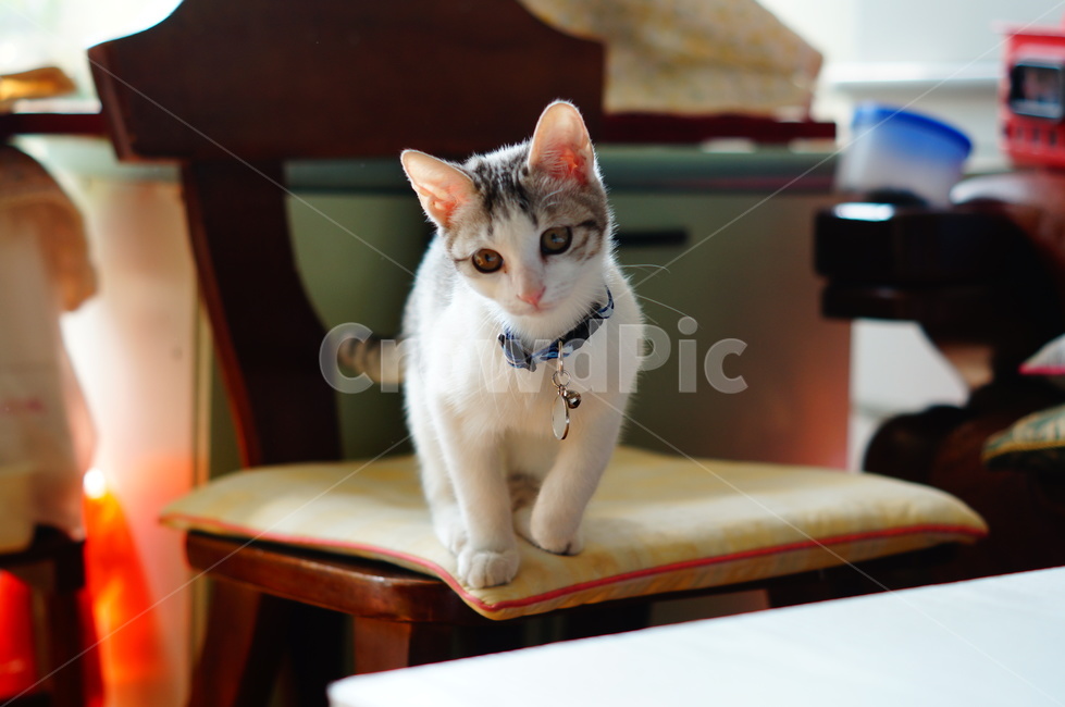 고양이,반려동물,코리안숏헤어,코숏,야옹이,anima,koreanshorthair,집고양이,kitty,cat,동물,동물,animal,포유류,mammal,고양이,cat,kitten,kitty
