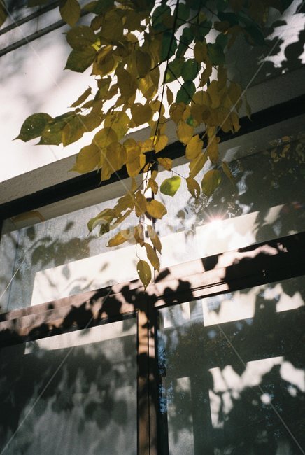 plant,식물,나무,wood,햇빛,summer,여름,가을,빛,flare,필름사진,필름,film