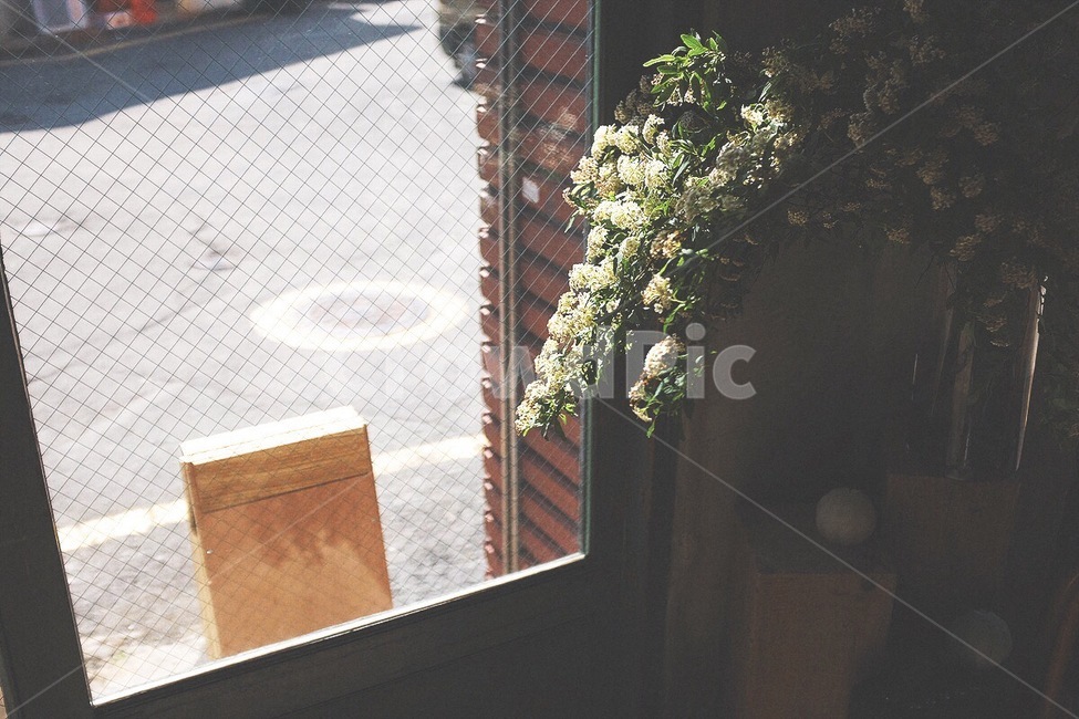 감성사진,봄,꽃,햇볕,필름,색감,식물,자연,plants,nature,꽃,flower,실내용화초,화분,화초,house plant,감성,sensible,feeling,인테리어,실내디자인,interior design