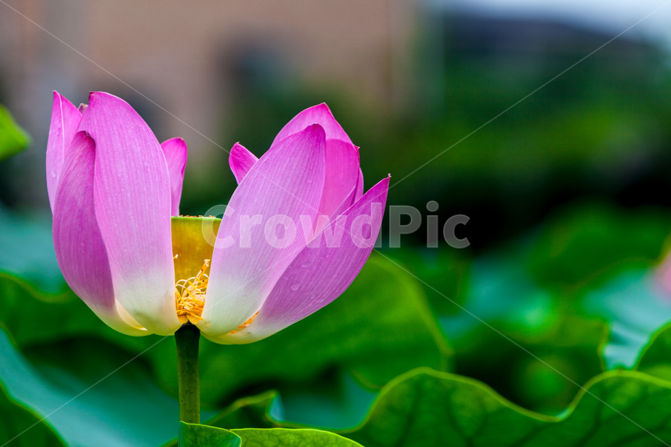 연꽃,연잎,문양,무늬,자연,식물,자연,plants,nature,꽃,flower