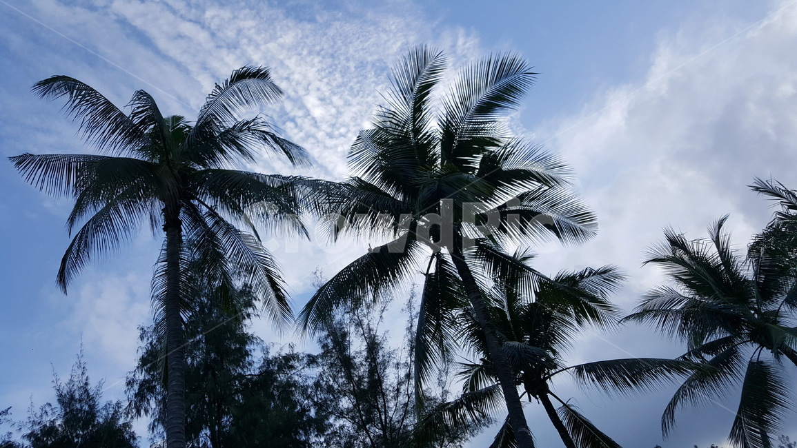 야자수,야자,야자무리,하늘,palm,tree,열대지방,tropics,sky