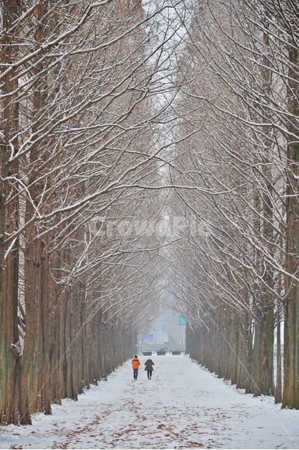 person,사람,human,인간,plant,식물,tree,나무,winter,겨울,blizzard,눈보라,nature,자연,outdoors,옥외,snow,눈,담양,메타길설경,메타길,메타스콰이어길설경,메타스콰이어길
