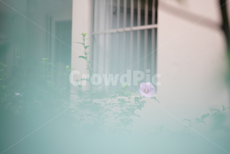 꽃,플라워,창문,생물,생명,식물,flower