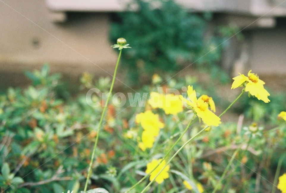 노랑,꽃,아파트단지,산책,풀,식물,자연,plants,nature,꽃,flower,감성,sensible,feeling
