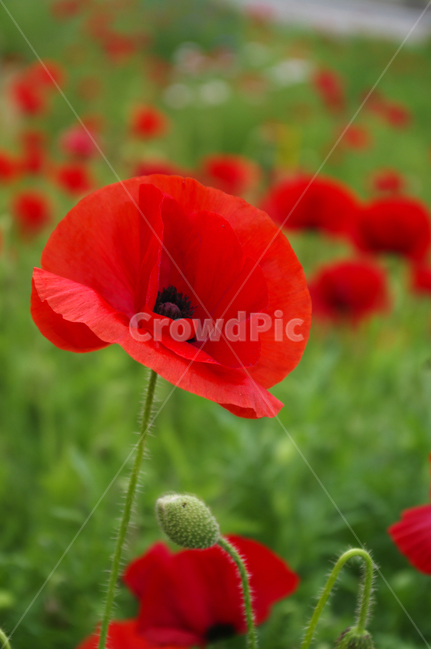 꽃,식물,color,flower,plant,식물,자연,plants,nature,꽃,flower