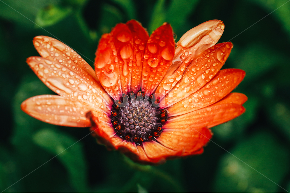 꽃잎,비오는날,접사,macro,flower,식물,자연,plants,nature,꽃,flower
