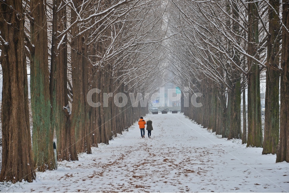 person,사람,human,인간,plant,식물,tree,나무,winter,겨울,blizzard,눈보라,nature,자연,outdoors,옥외,snow,눈,담양,메타길설경,메타길,메타스콰이어길설경,메타스콰이어길