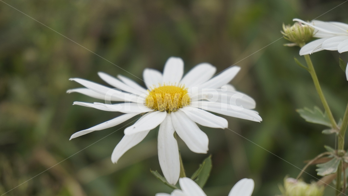 plant,식물,daisies,데이지,blossom,flower,꽃,daisy,접사,marco,들꽃,식물,자연,plants,nature,꽃,flower