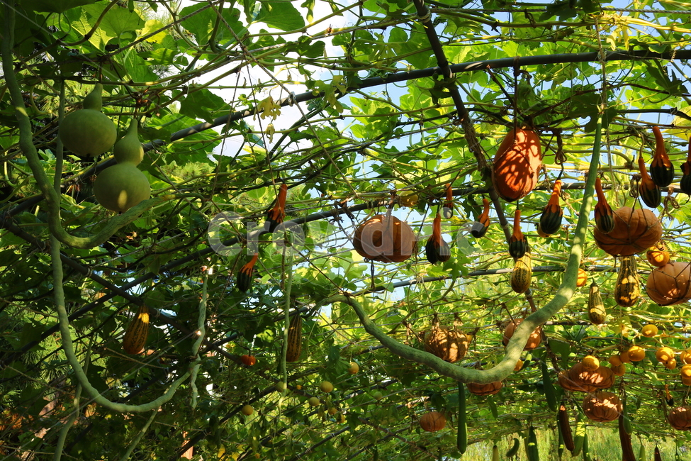 박,호박,식물,덩굴식물,열매,넝쿨식물,자연,식물,자연,plants,nature,과일,열매,fruit