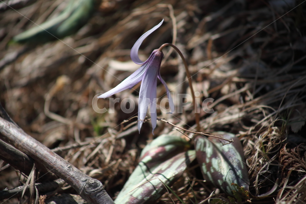 엘레지,엘리지,꽃,봄,erythroniumjaponicum,봄,계절,spring,season,식물,자연,plants,nature,꽃,flower,plant,blossom,amaryllidaceae,수선화과