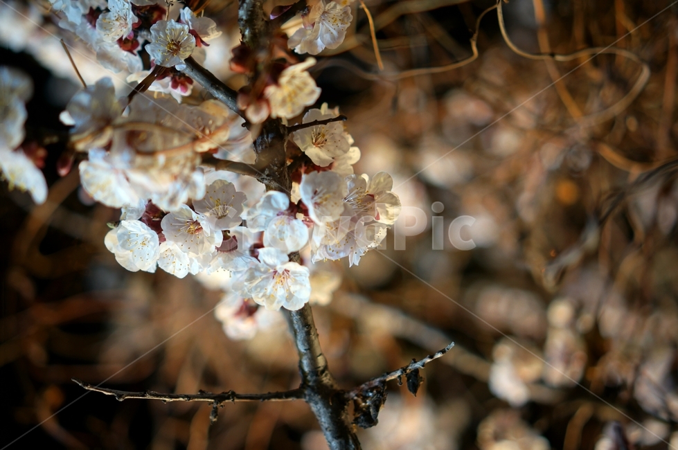 매화,야경,flower,blossom,cherryblossom,식물,자연,plants,nature,꽃,flower