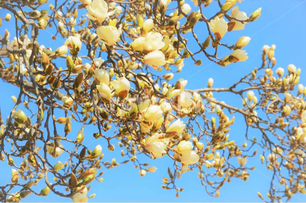 목련,봄,감성,화사함,향기,봄,계절,spring,season,식물,자연,plants,nature,꽃,flower,plant