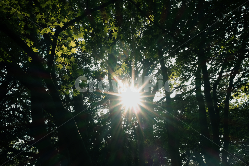 light,빛,flare,플레어,나무,숲,햇빛,태양,tree,sun,빛갈라짐,채광,빛나다,눈부시다,쨍하다