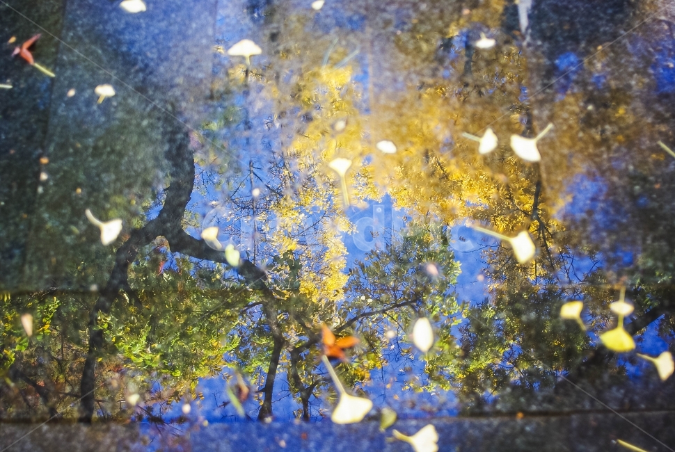 가을,반영,노랑,녹색,낙옆,가을,계절,fall,autumn,season,감성,sensible,feeling