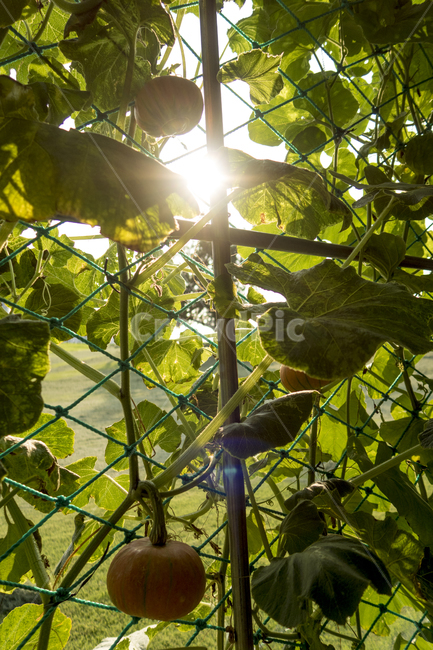 호박,호박넝쿨,열매,식물,잎사귀,역광,식물,자연,plants,nature,과일,열매,fruit