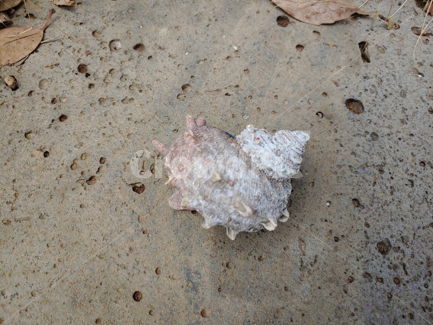 소라,껍데기,현무암,소라껍질,고둥,sea,shell