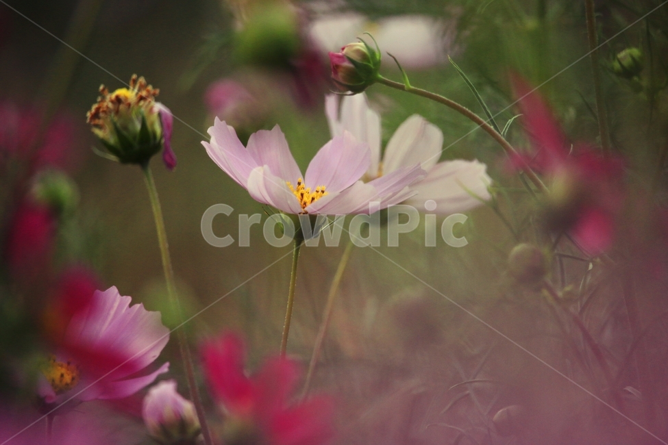 식물,코스모스,꽃,꽃밭,태화강대공원,가을,계절,fall,autumn,season,식물,자연,plants,nature,꽃,flower,plant,blossom,geranium,제라늄