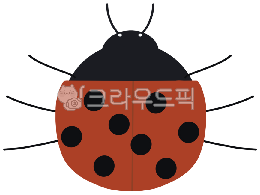 Ladybug,insect,ladybug drawing,ladybug illustration,ladybug