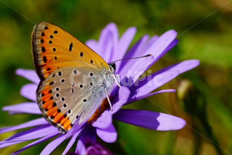 벌개미취,쑥부쟁이,나비,부전나비,곤충,벌레,꽃,플라워,자연,식물,butterfly,insect,flower,nature,bug,접사,클로즈업,closeup,macro,매크로,마크로,9월,가을,september,autumn,fall,꽃사진,가을꽃,가을,계절,fall,autumn,season,식물,자연,plants,nature,꽃,flower,동물,animal,곤충,벌레,insect,bug