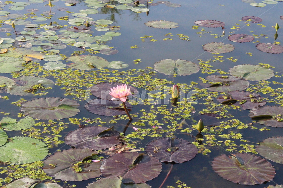 연꽃,연잎,연못,한송이,분홍꽃,식물,자연,plants,nature,꽃,flower