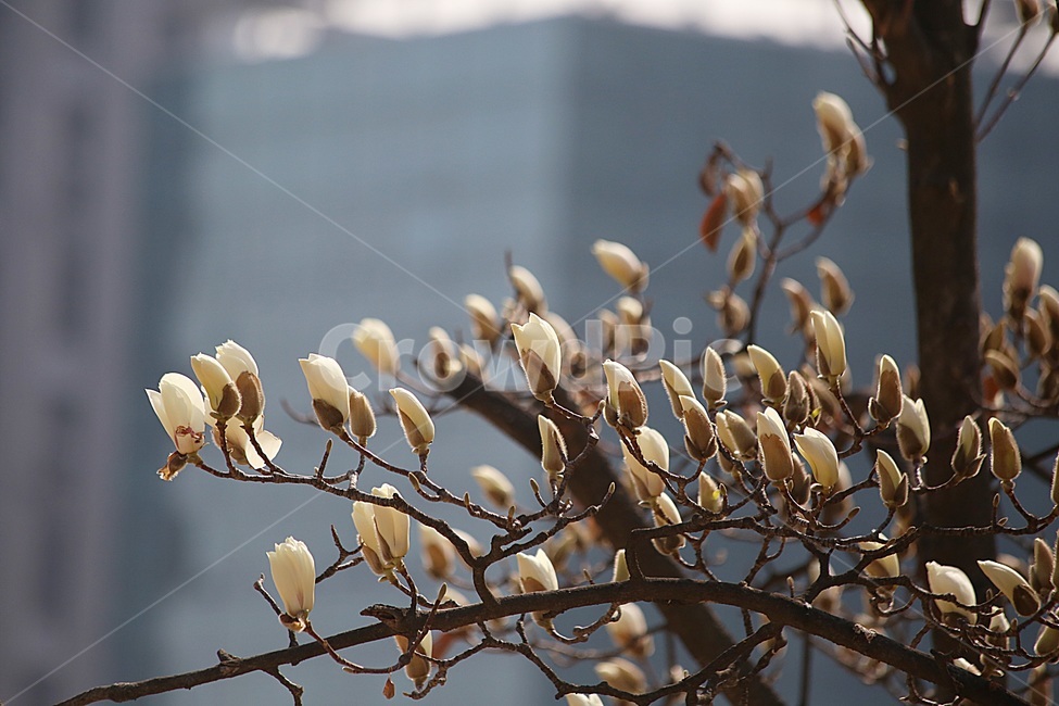 목련,봄꽃,봄,꽃사진,magnolia,봄,계절,spring,season,식물,자연,plants,nature,꽃,flower