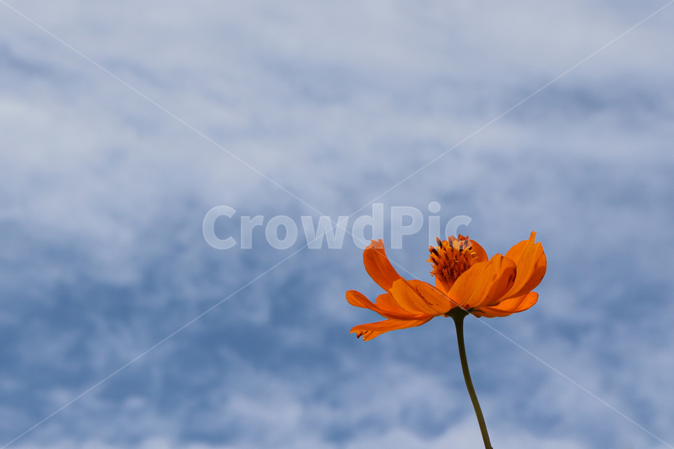 plant,식물,pollen,꽃,하늘,배경