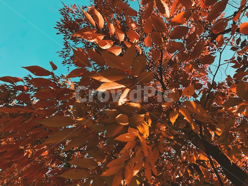 leaf,잎,plant,식물,tree,나무,maple,단풍,가을풍경,가을,파란하늘,낙엽,가을,계절,fall,autumn,season