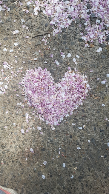 하트,벚꽃,사랑,꽃,꽃잎,분홍분홍,사랑해,봄,계절,spring,season,ground,바닥,blossom,petal,flower,plant,식물,rubble,파편