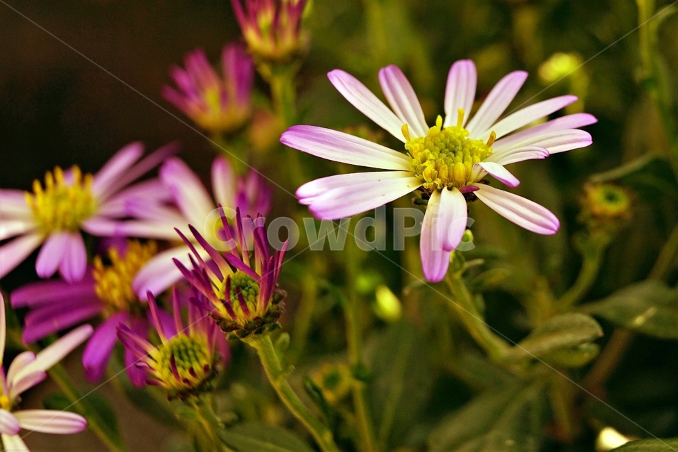 꽃,자연,아름다움,식물,nature,bloom,plant,beautiful,flower,식물,자연,plants,nature,꽃,flower