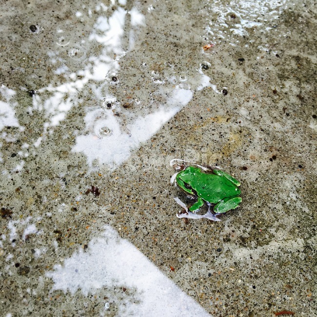 개구리,산개구리,청개구리,양서류,자연,자연물,동물,animal,파충류,양서류,reptile,amphibian