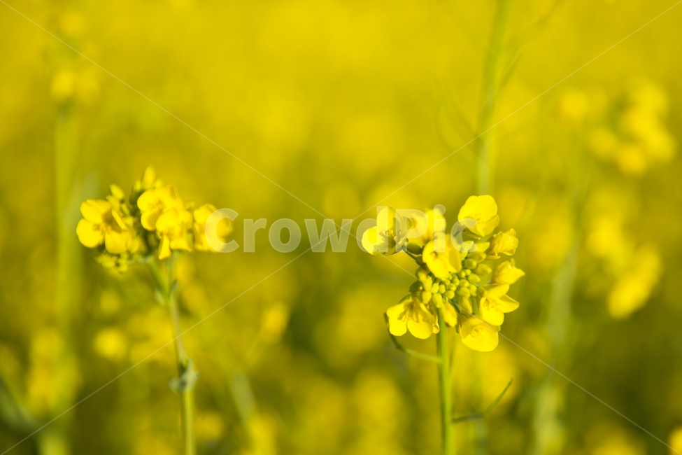 유채꽃,봄,감성,자연,정물,꽃,봄,계절,spring,season,식물,자연,plants,nature,꽃,flower