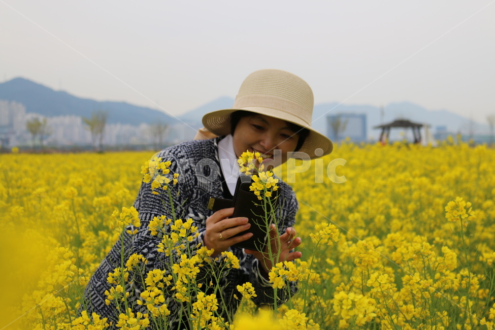 대저생태공원,유채꽃,꽃,flower,노란꽃,노랑,봄꽃,꽃놀이,봄,계절,spring,season,사람,인물,인간,human,person,여성,여자,woman,female,lady,hat,모자,plant,식물,blossom