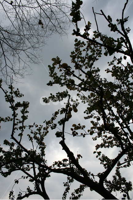 가을,나무,잎,단풍,고독,그림자,하늘,plants,nature,가을,계절,fall,autumn,season,식물,자연,plants,nature,나무,trees,wood,실루엣,그림자,silhouette,shadow,light,빛,flare,플레어