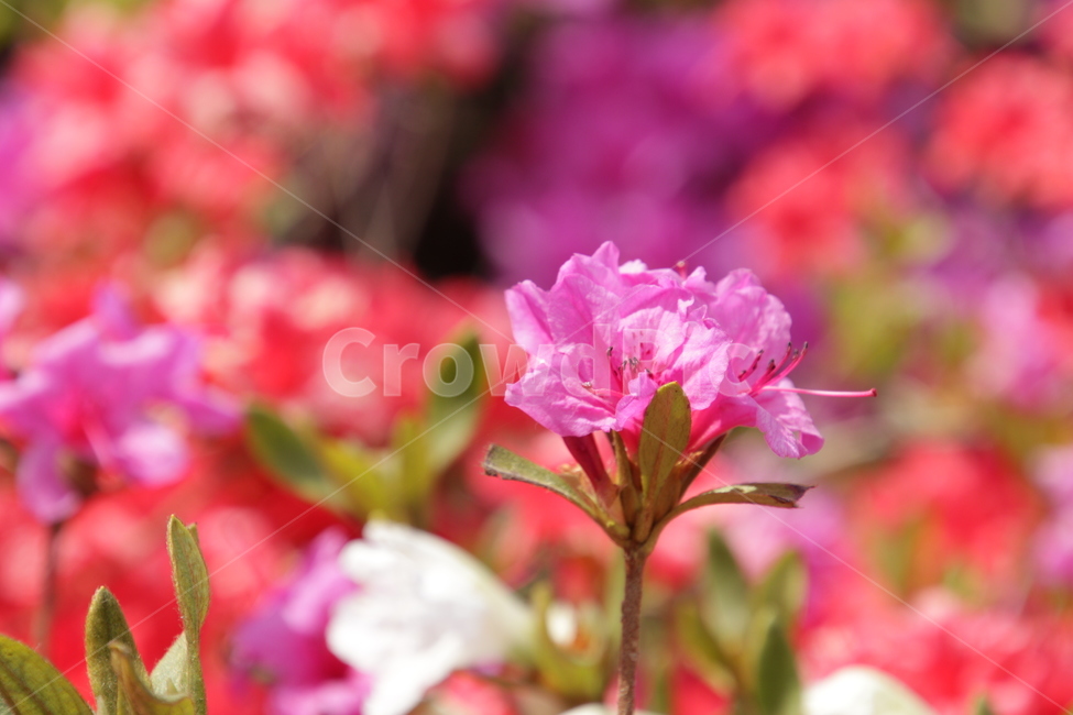 철쭉,분홍,꽃,분홍꽃,봄,봄꽃,봄꽃축제,flower,pink,pinkflower,꽃망울,꽃밭,핑크,봄,계절,spring,season,식물,자연,plants,nature,꽃,flower,geranium,제라늄,blossom,plant