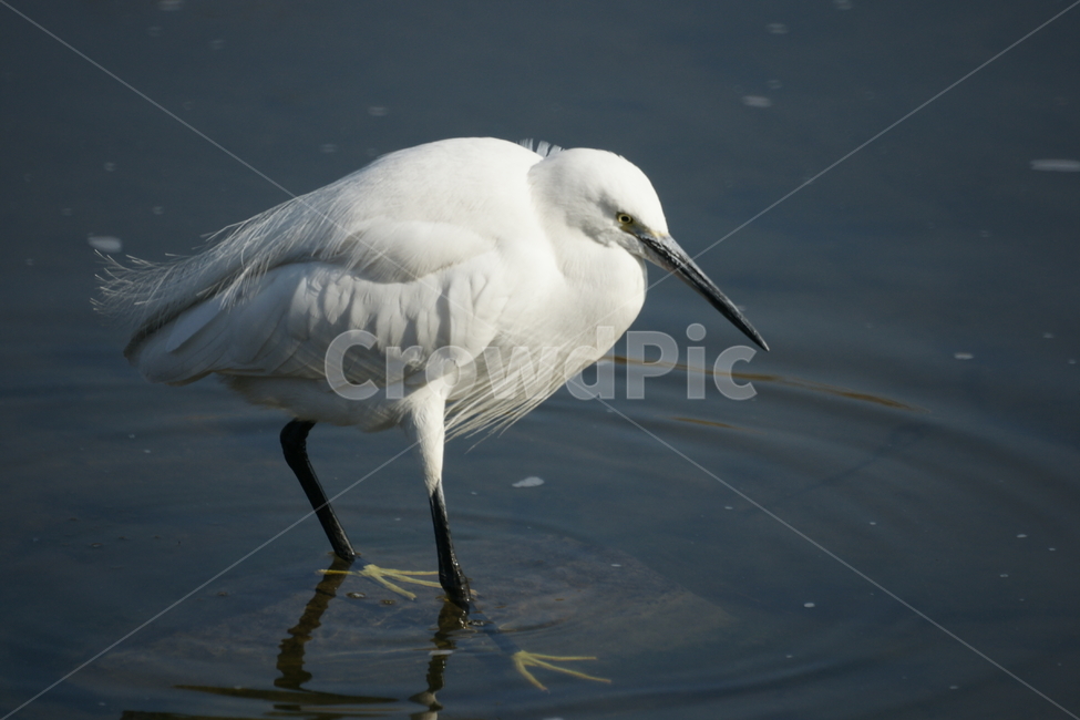 쇠백로,강물,새,백로,강,검은부리,노란발,흰털,동물,animal,조류,새,birds