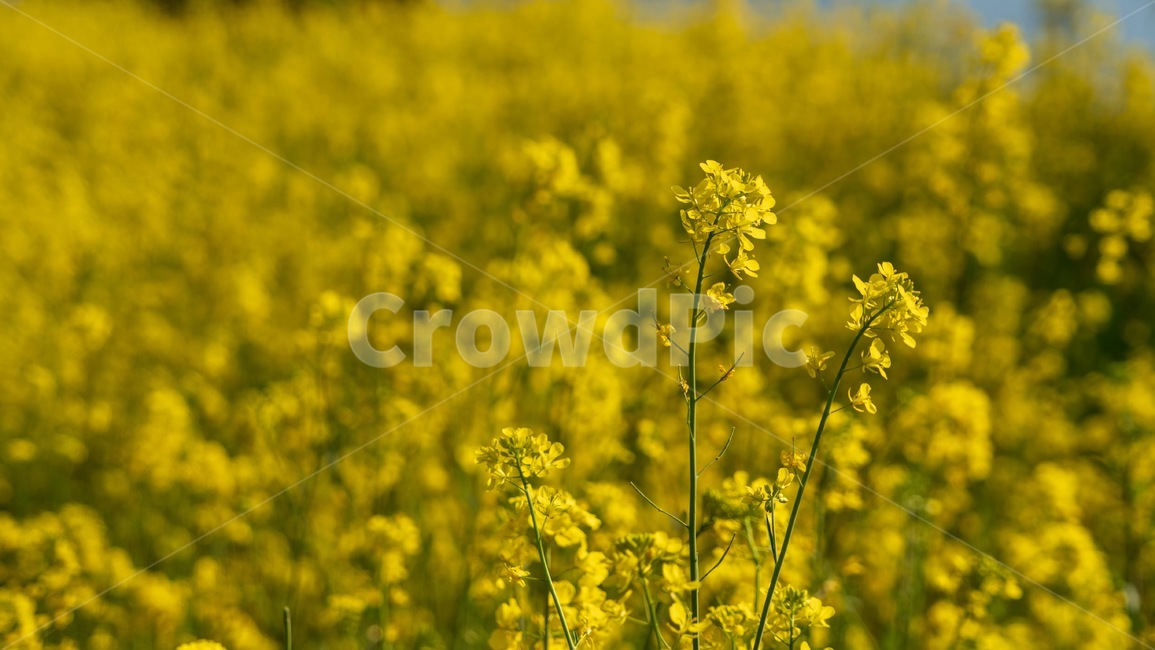 유채꽃,꽃,수영천,노랑,봄,봄,계절,spring,season,식물,자연,plants,nature,꽃,flower