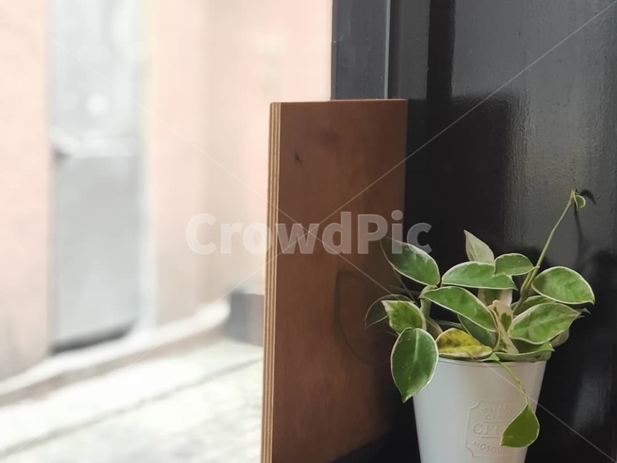 창가,화분,식물,카페,소품,실내용화초,화분,화초,house plant