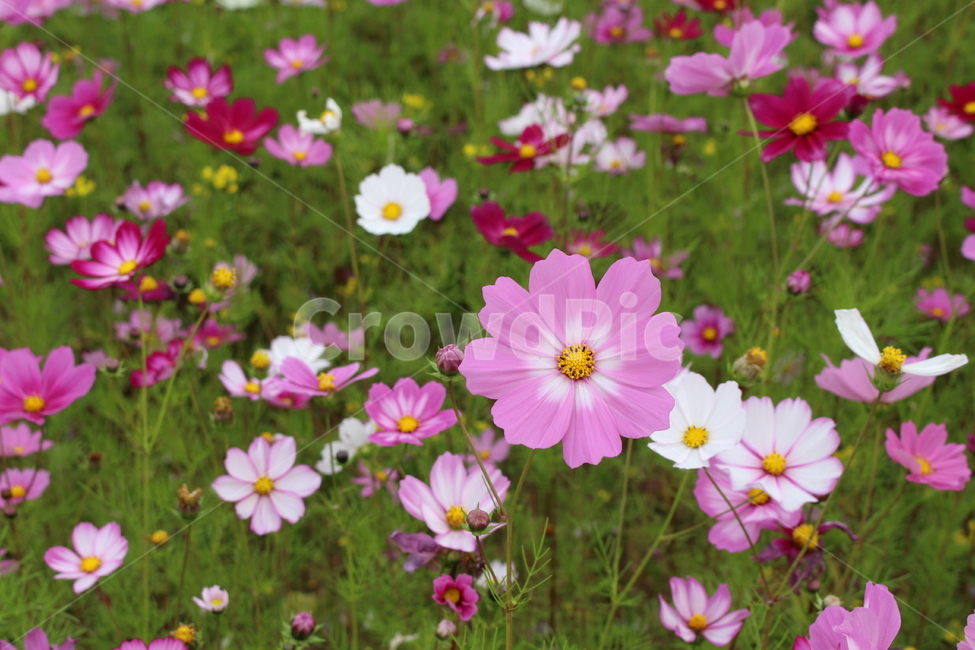 코스모스,가을꽃,분홍색코스모스,cosmos,꽃밭,가을,계절,fall,autumn,season,식물,자연,plants,nature,꽃,flower,geranium,제라늄,plant,blossom,petal,꽃잎