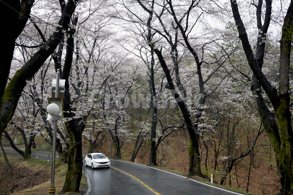 벚꽃,봄꽃,벚꽃터널,봄의전령사,벚꽃군락,벚나무,봄,계절,spring,season,자연,풍경,nature,landscape,asphalt,아스팔트,road,도로